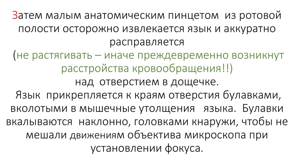 Затем малым анатомическим пинцетом из ротовой полости осторожно извлекается язык и аккуратно расправляется (не растягивать –