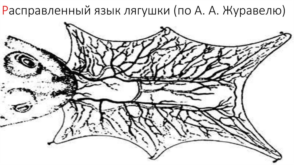 Расправленный язык лягушки (по А. А. Журавелю)