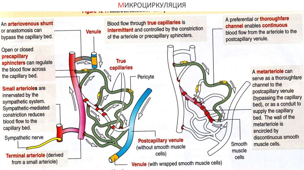 МИКРОЦИРКУЛЯЦИЯ