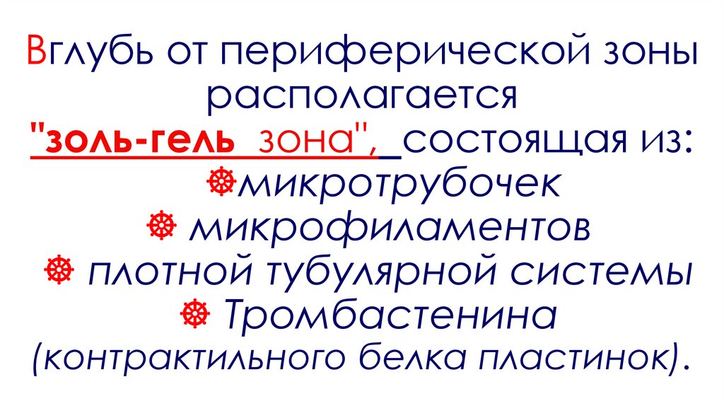 Вглубь от периферической зоны располагается "золь-гель зона", состоящая из: микротрубочек  микрофиламентов  плотной