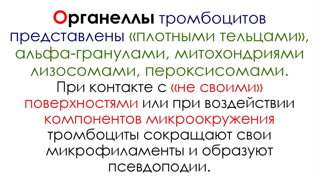 Органеллы тромбоцитов представлены «плотными тельцами», альфа-гранулами, митохондриями лизосомами, пероксисомами. При контакте
