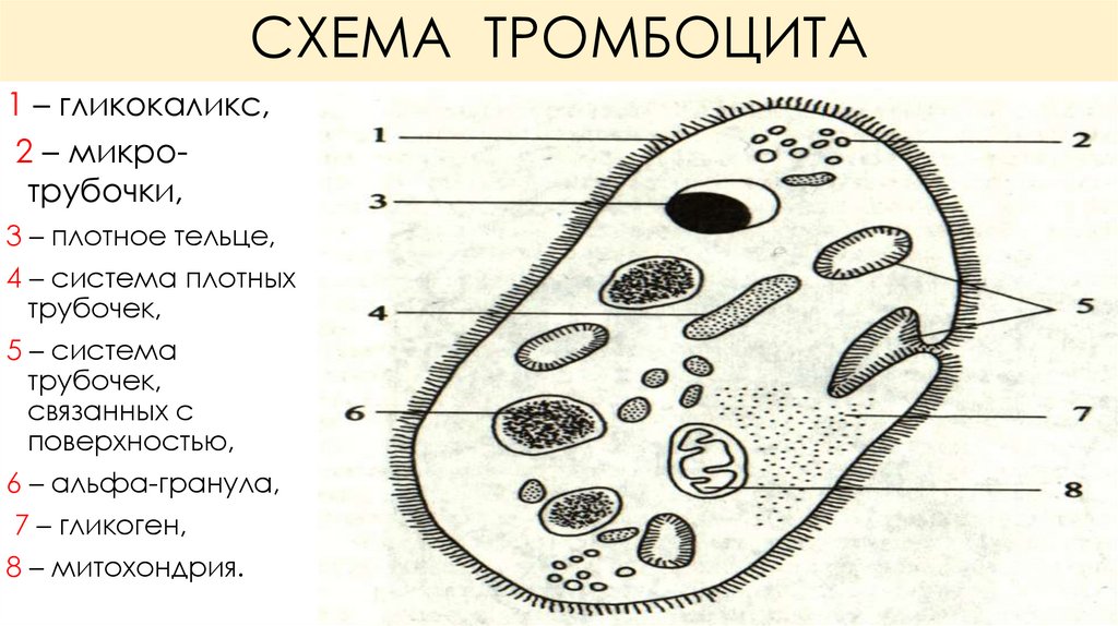 СХЕМА ТРОМБОЦИТА