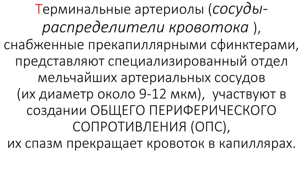 Терминальные артериолы (сосуды-распределители кровотока ), снабженные прекапиллярными сфинктерами, представляют