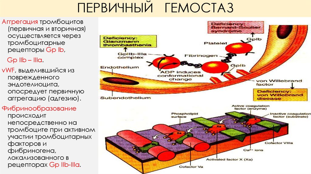 ПЕРВИЧНЫЙ ГЕМОСТАЗ