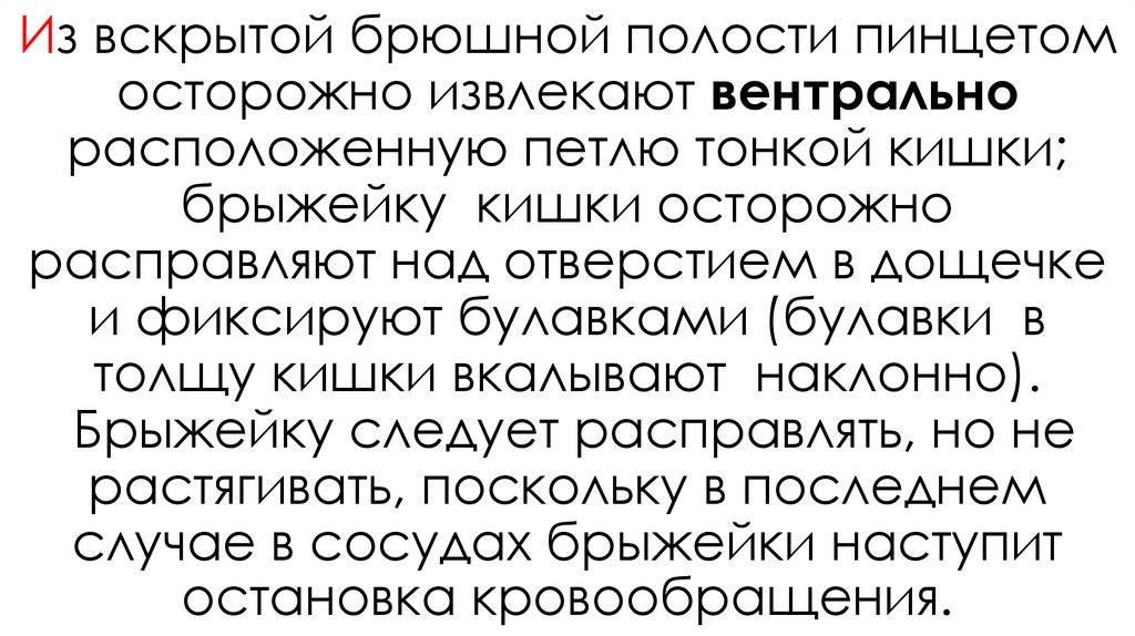 Из вскрытой брюшной полости пинцетом осторожно извлекают вентрально расположенную петлю тонкой кишки; брыжейку кишки осторожно