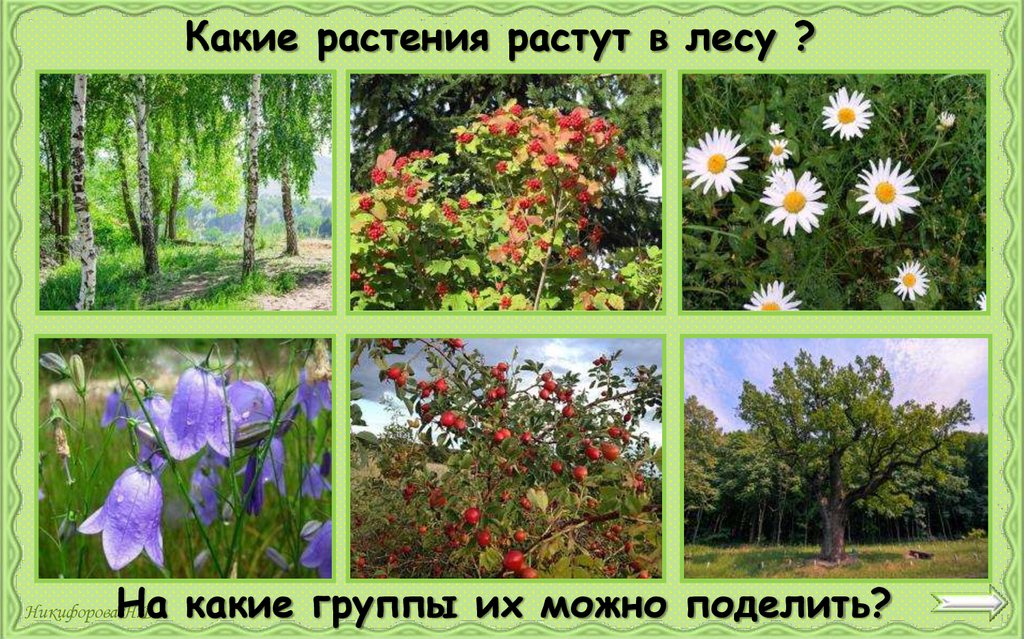 Какие растения растут в лесу ?