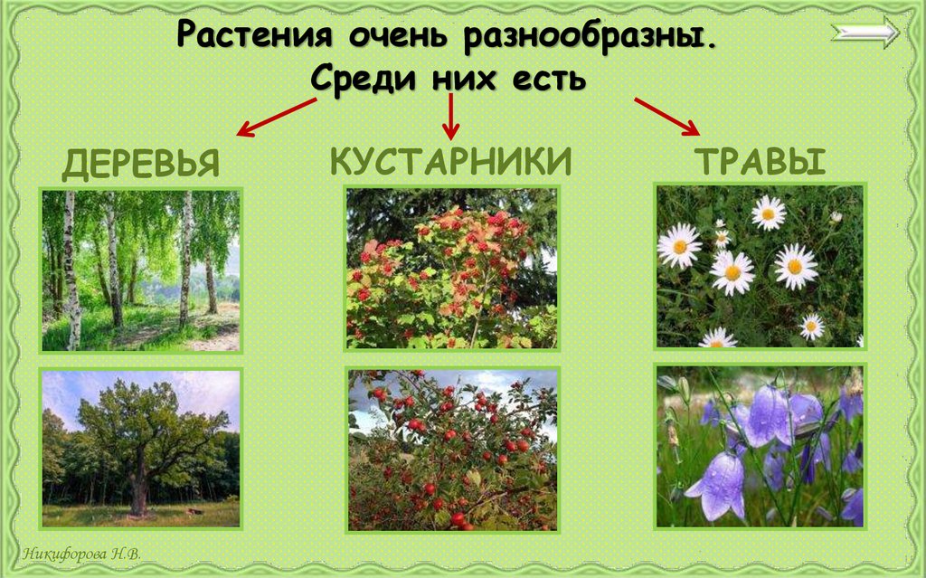 Растения очень разнообразны. Среди них есть