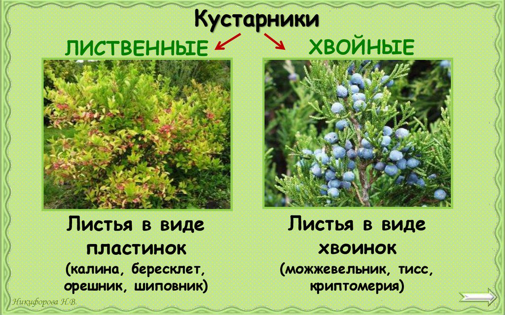 Кустарники