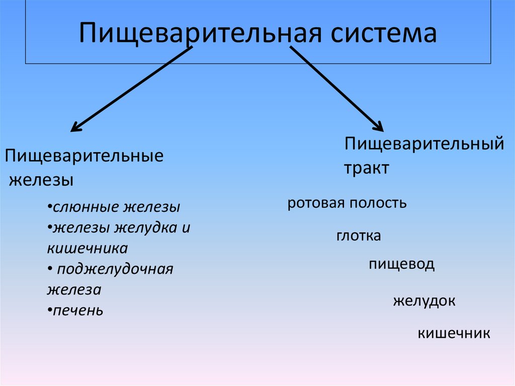 Пищеварительная система