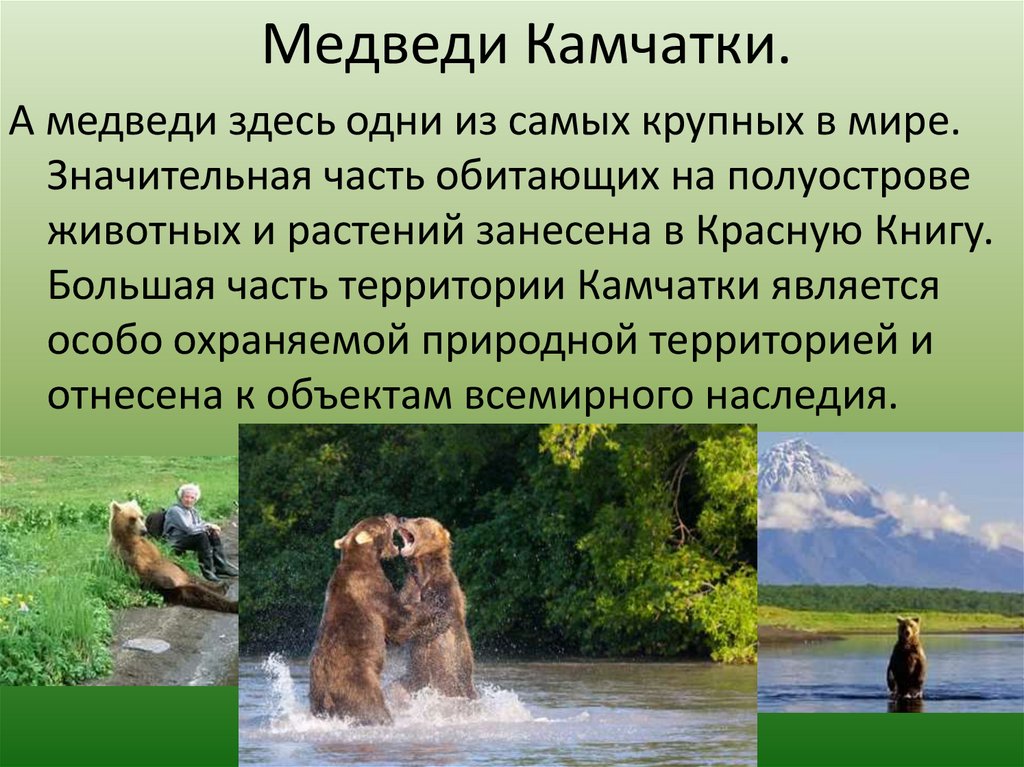 Медведи Камчатки.