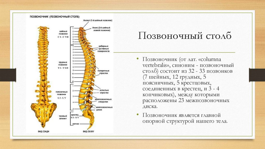 Позвоночный столб