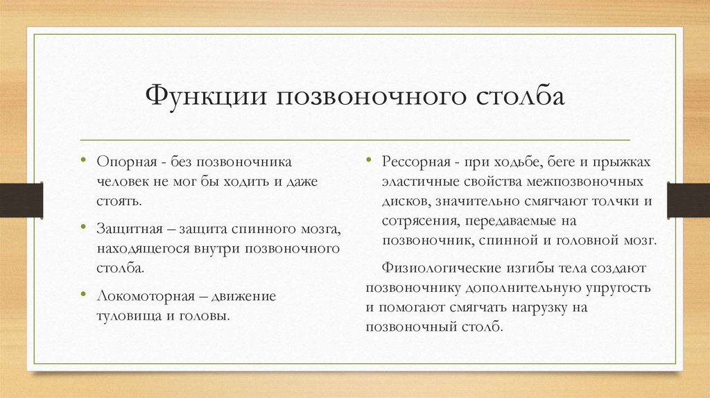 Функции позвоночного столба