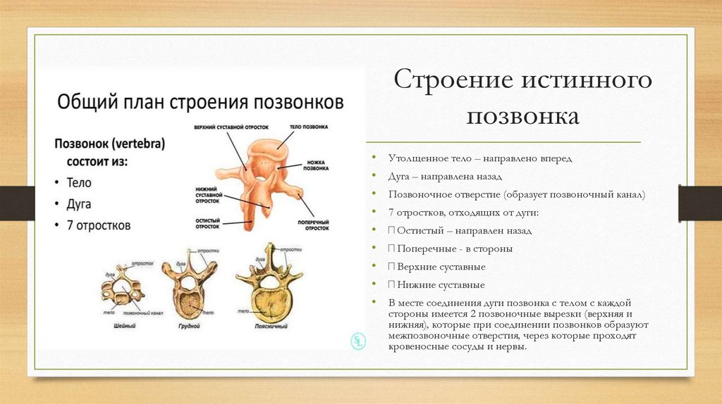 Строение истинного позвонка