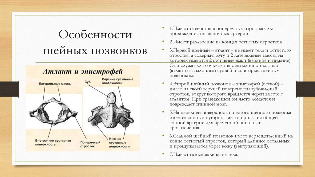 Особенности шейных позвонков