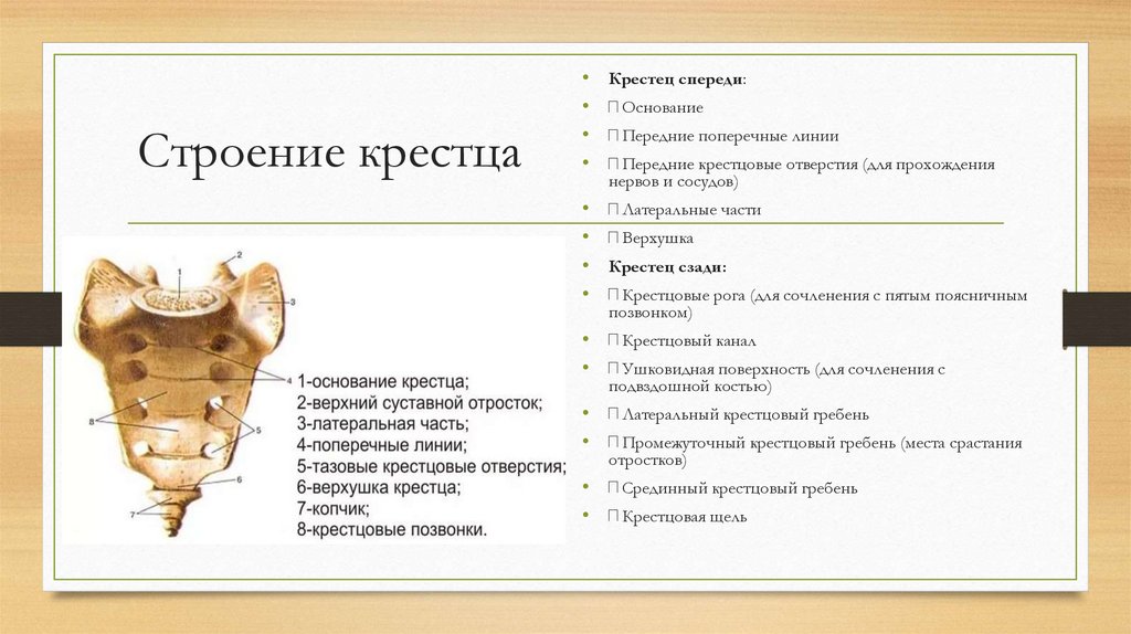 Строение крестца