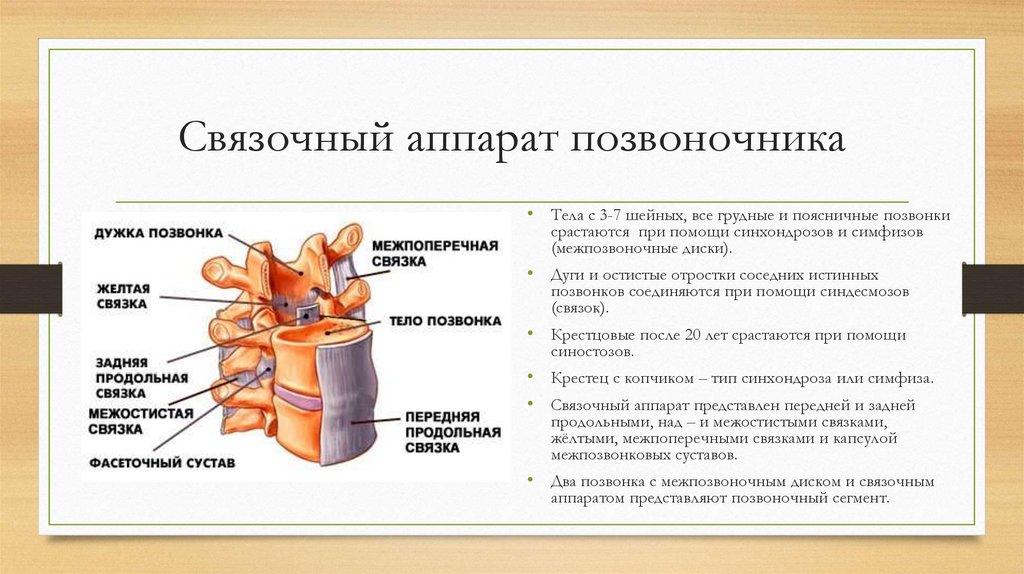 Связочный аппарат позвоночника