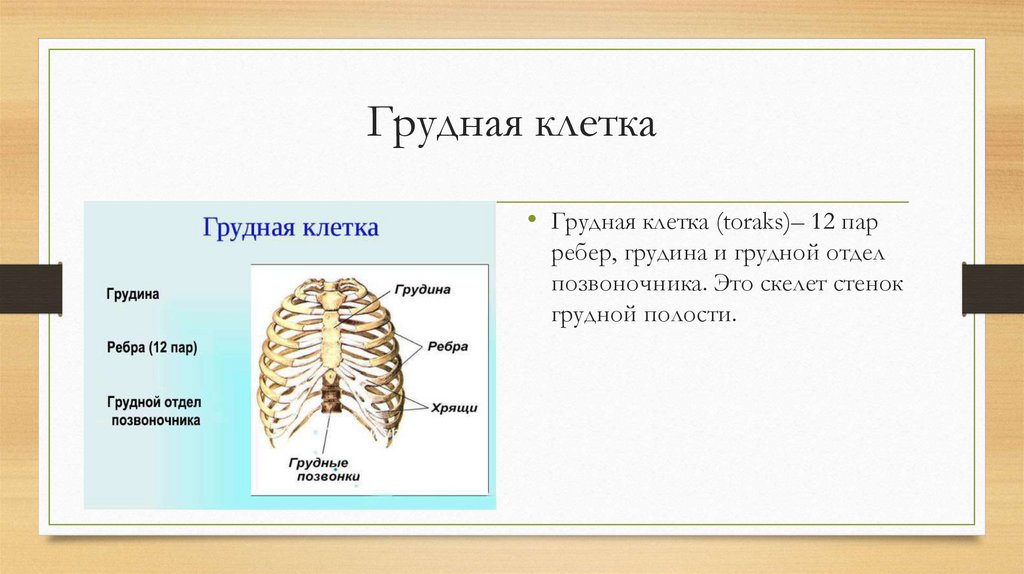 Грудная клетка