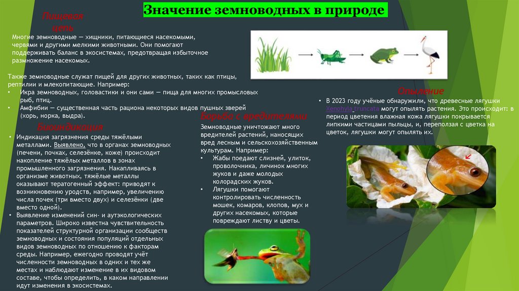 Значение земноводных в природе