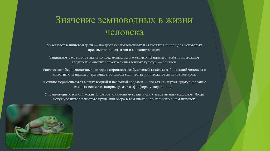 Значение земноводных в жизни человека