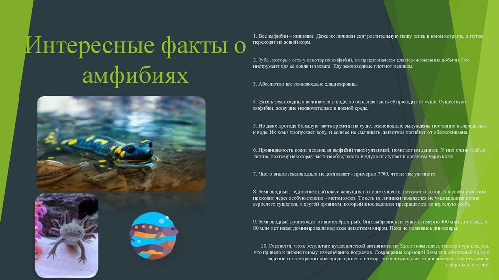 Интересные факты о амфибиях