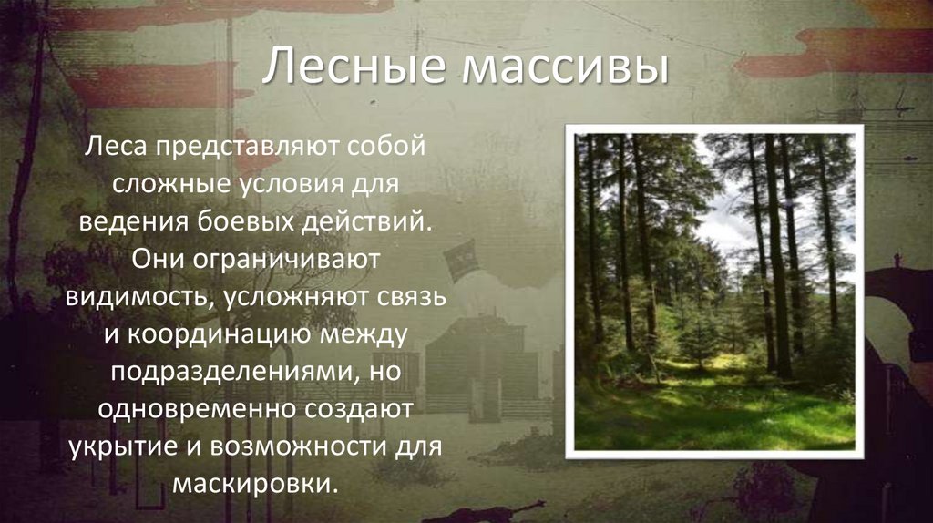 Лесные массивы