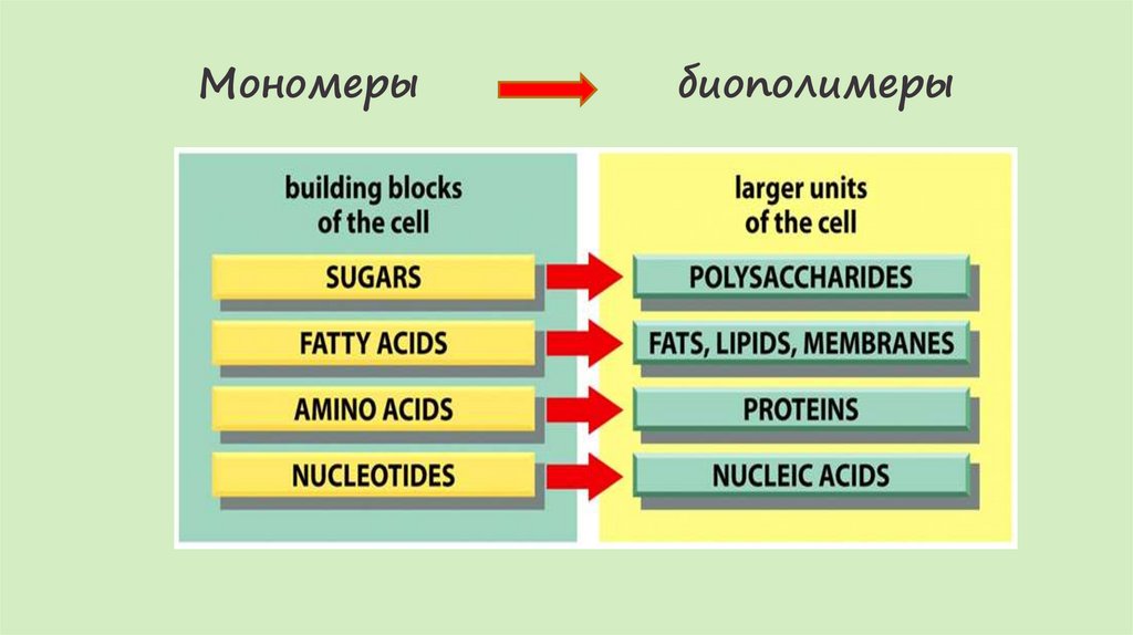 Мономеры биополимеры