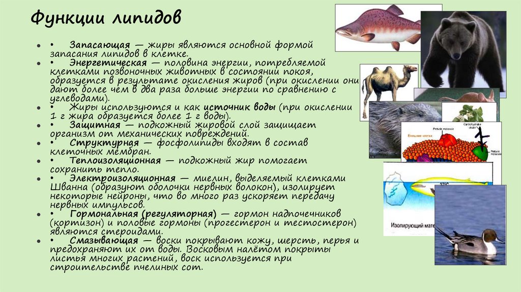 Функции липидов