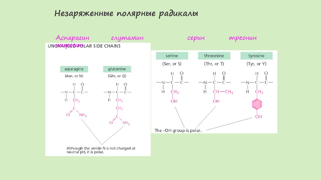 Незаряженные полярные радикалы