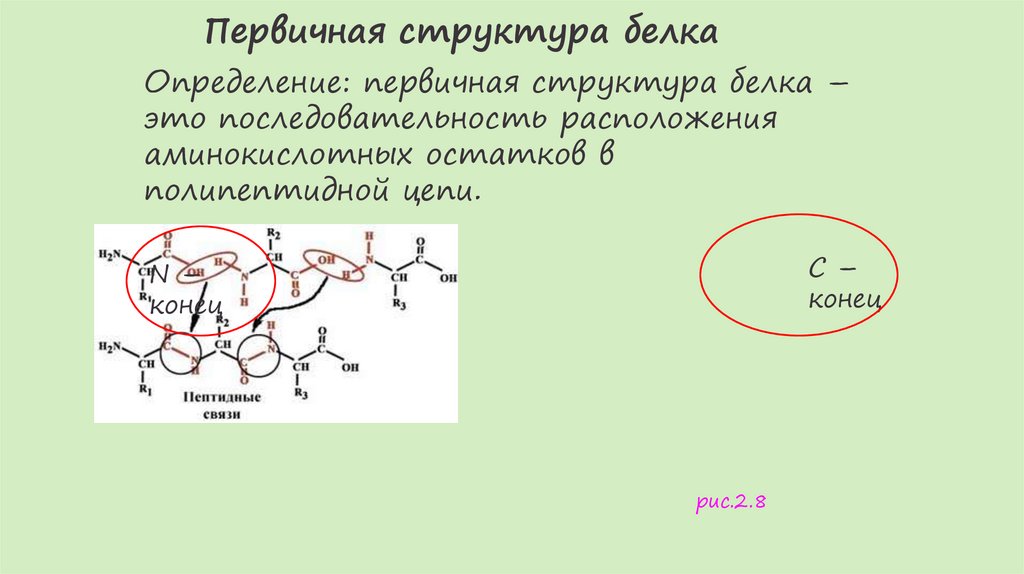Первичная структура белка