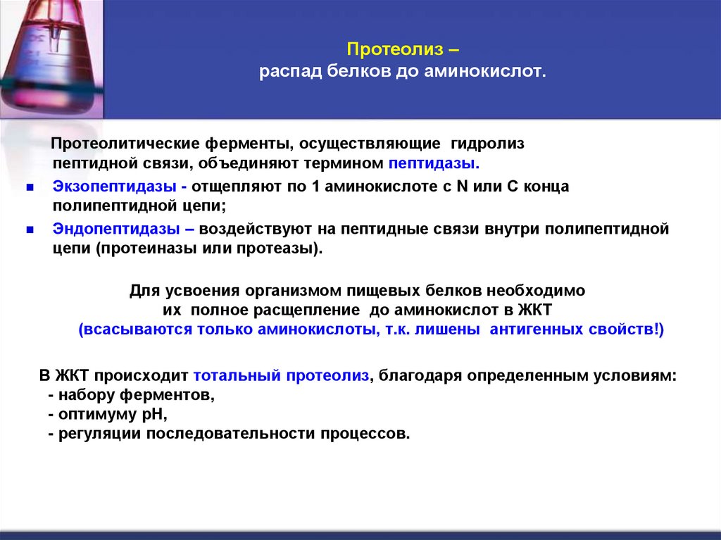 Протеолиз – распад белков до аминокислот.