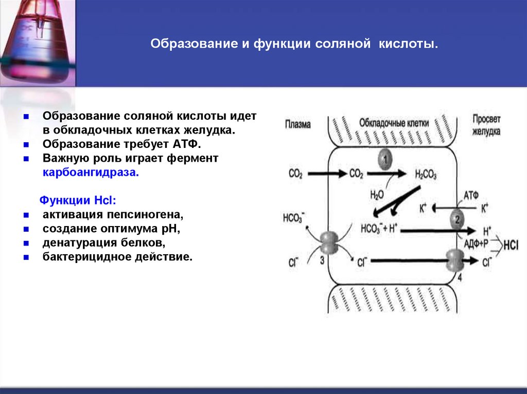 Образование и функции соляной кислоты.