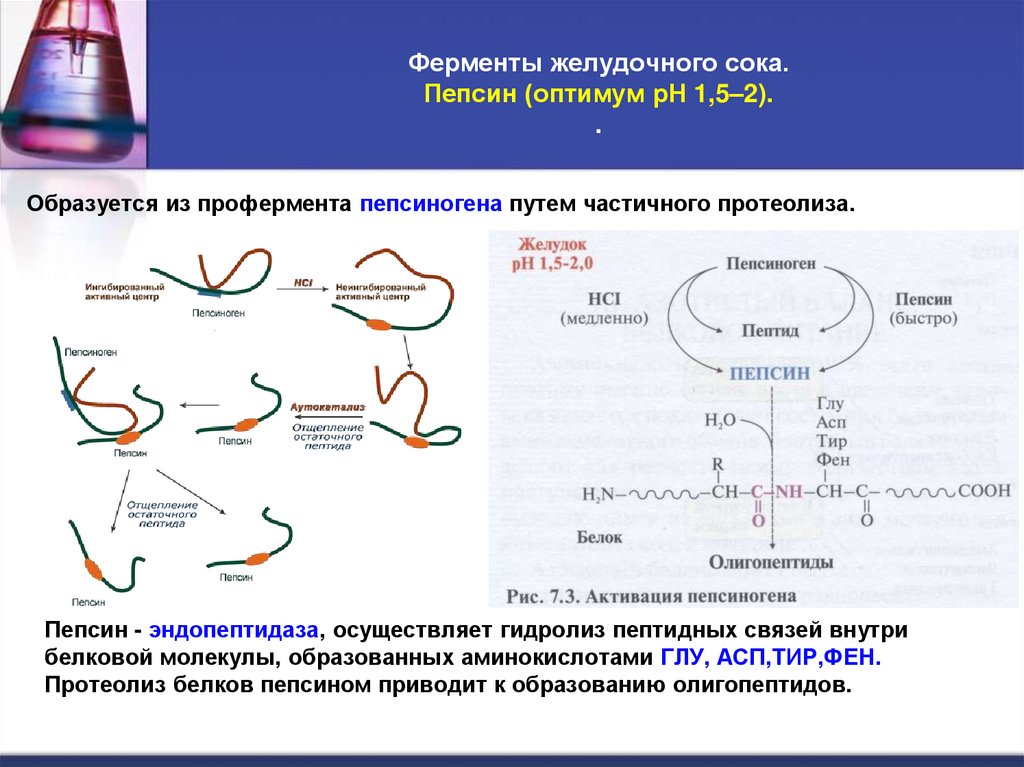 Ферменты желудочного сока. Пепсин (оптимум рН 1,5–2). .