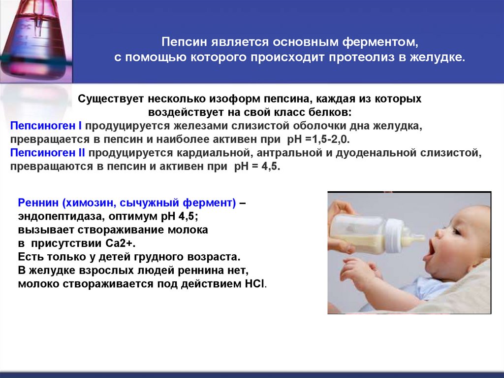 Пепсин является основным ферментом, с помощью которого происходит протеолиз в желудке.