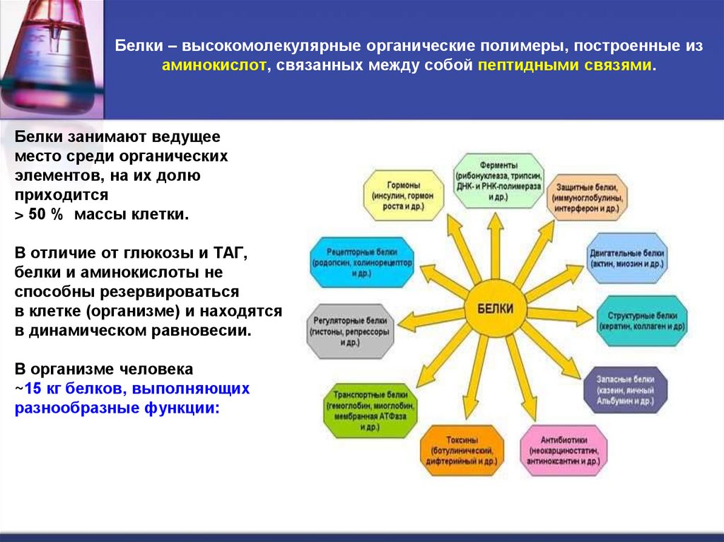 Белки – высокомолекулярные органические полимеры, построенные из аминокислот, связанных между собой пептидными связями.