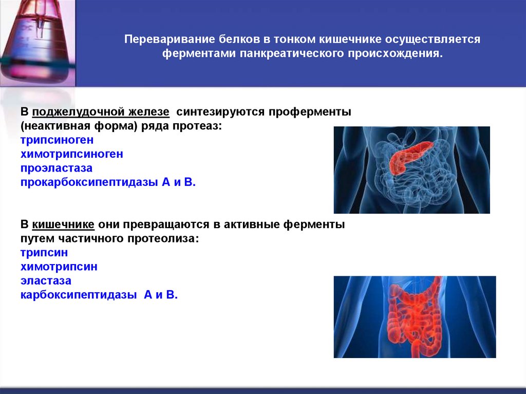 Переваривание белков в тонком кишечнике осуществляется ферментами панкреатического происхождения.