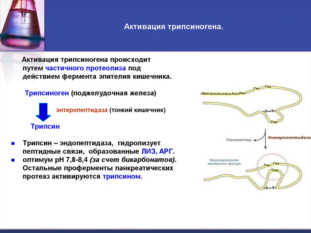Активация трипсиногена.