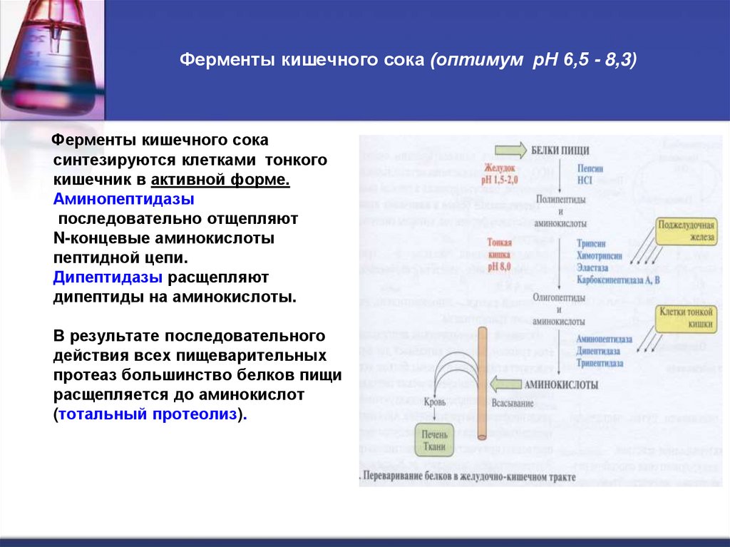 Ферменты кишечного сока (оптимум рН 6,5 - 8,3)