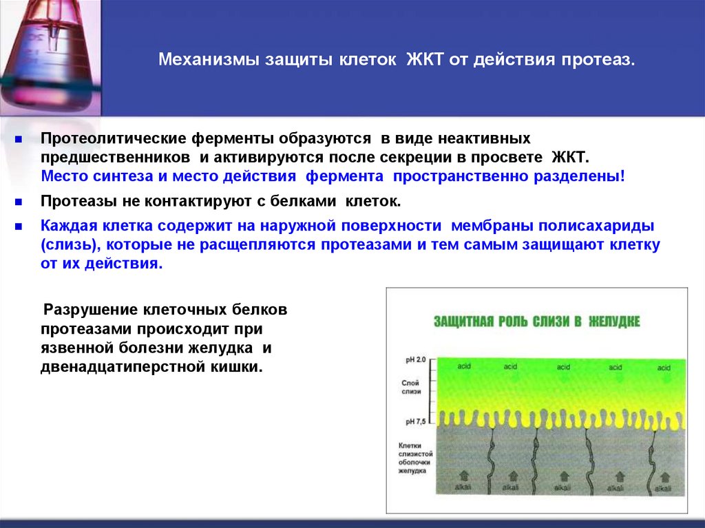  Механизмы защиты клеток ЖКТ от действия протеаз.