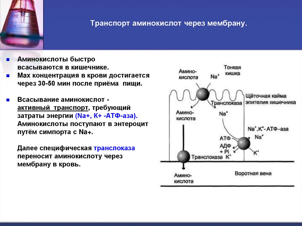 Транспорт аминокислот через мембрану.