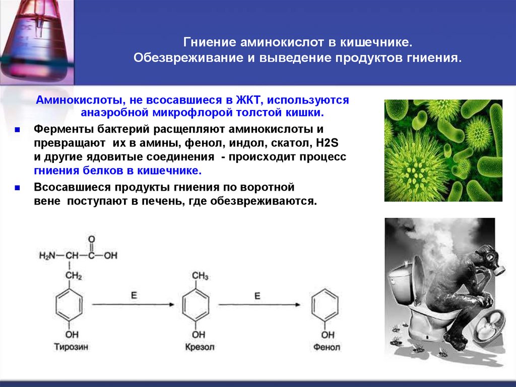 Гниение аминокислот в кишечнике. Обезвреживание и выведение продуктов гниения.