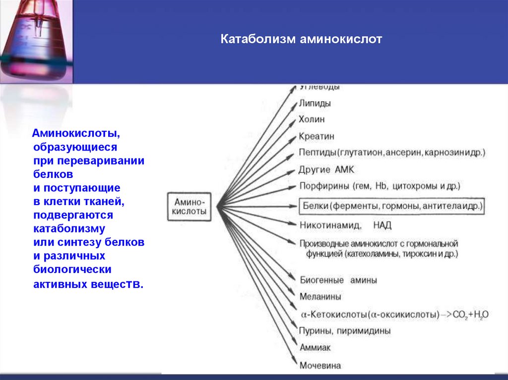 Катаболизм аминокислот