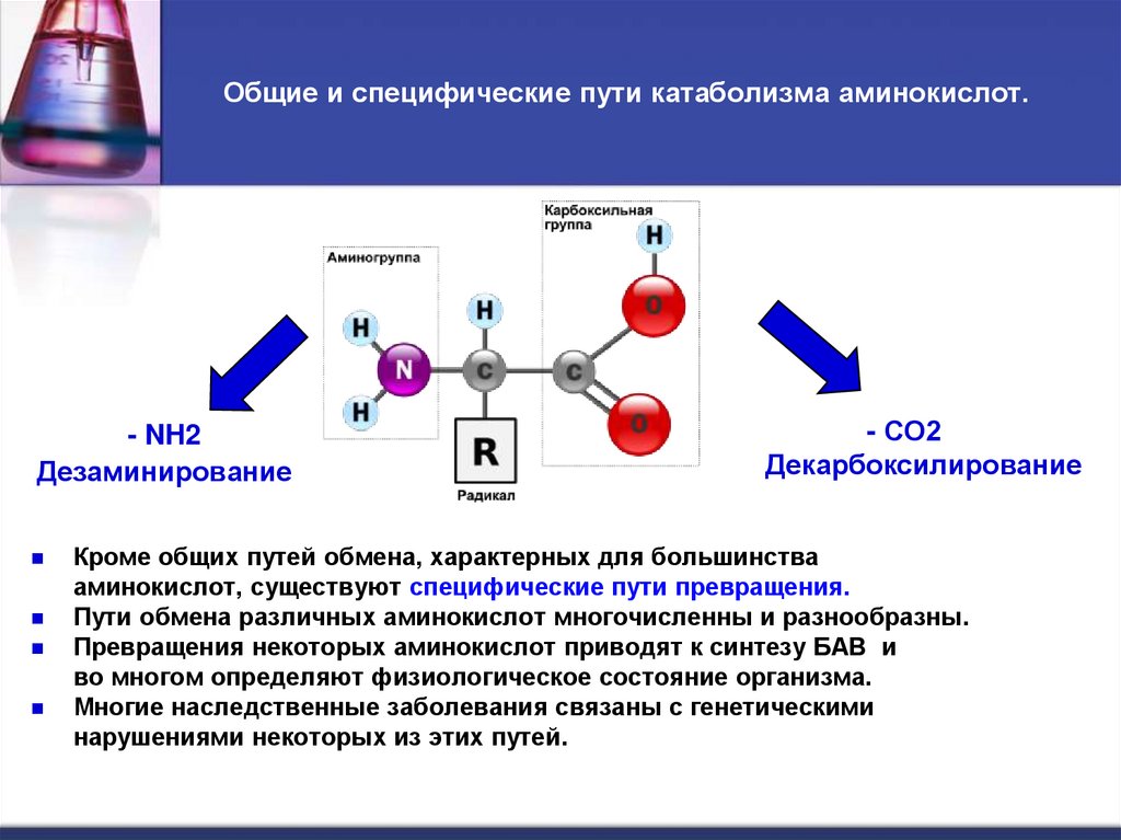 Общие и специфические пути катаболизма аминокислот.