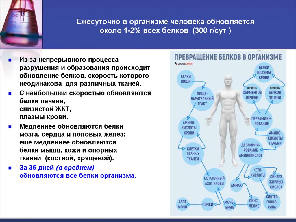 Ежесуточно в организме человека обновляется около 1-2% всех белков (300 г/сут )