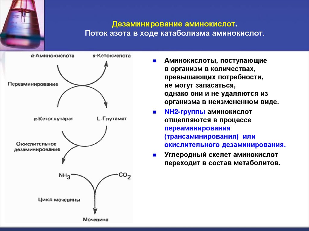 Дезаминирование аминокислот. Поток азота в ходе катаболизма аминокислот.