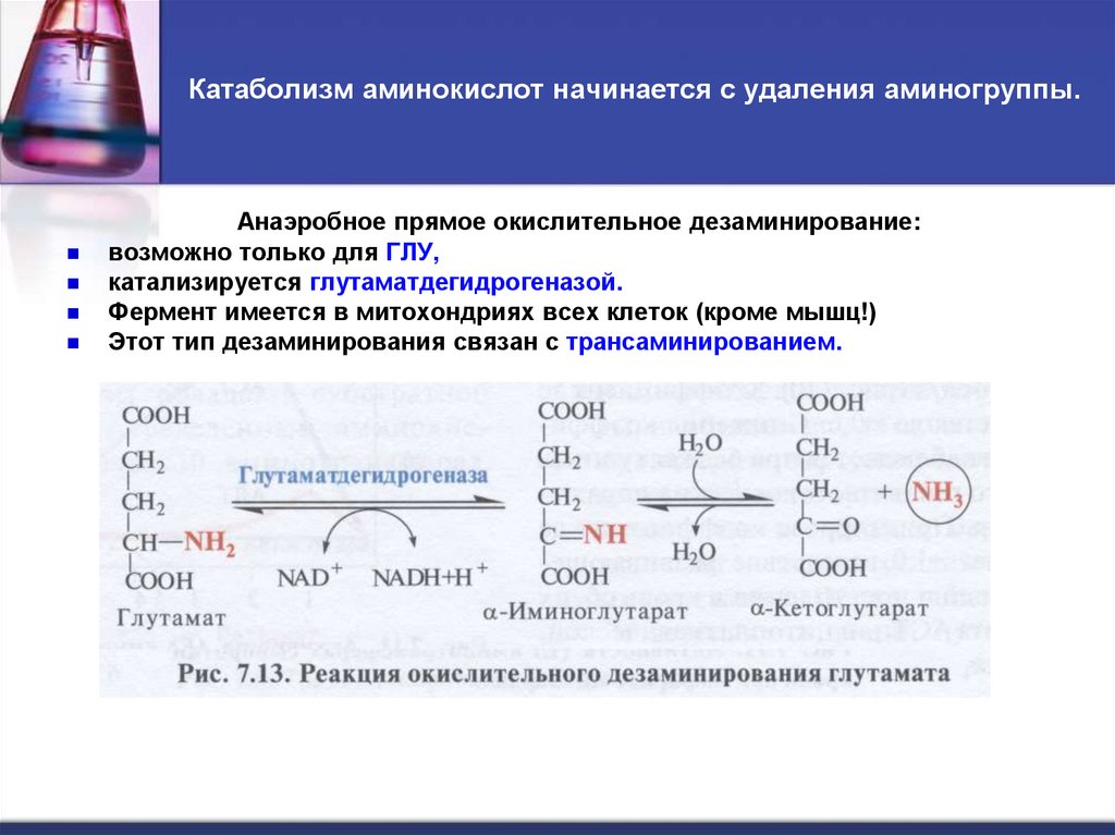 Катаболизм аминокислот начинается с удаления аминогруппы.  