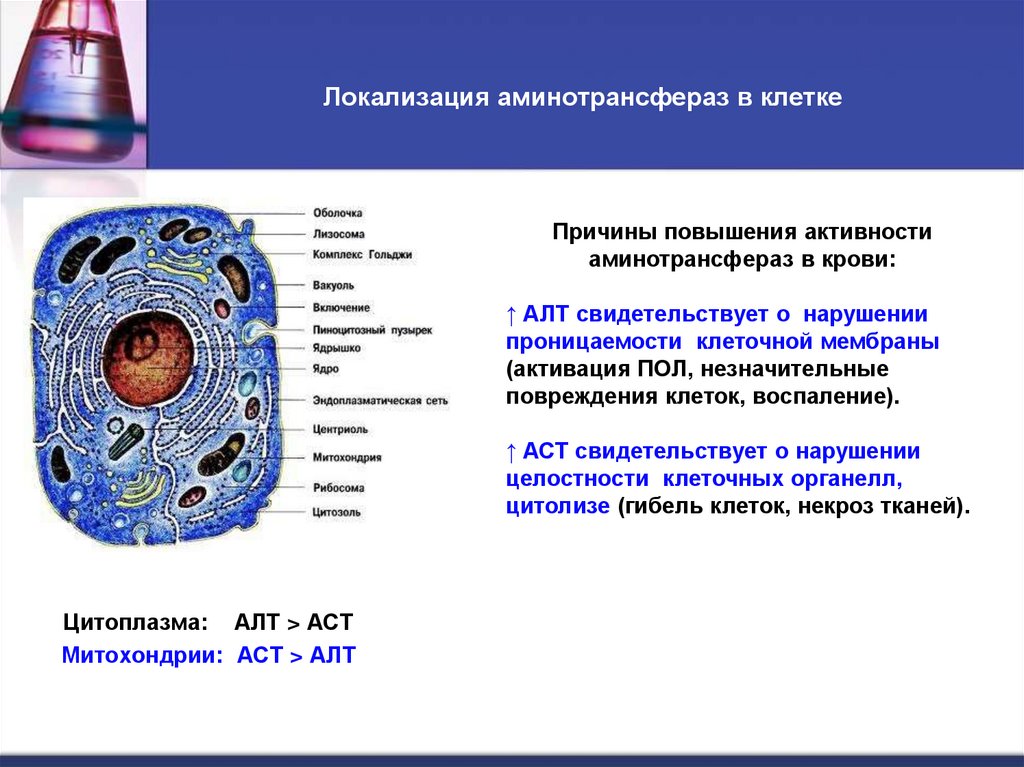 Локализация аминотрансфераз в клетке