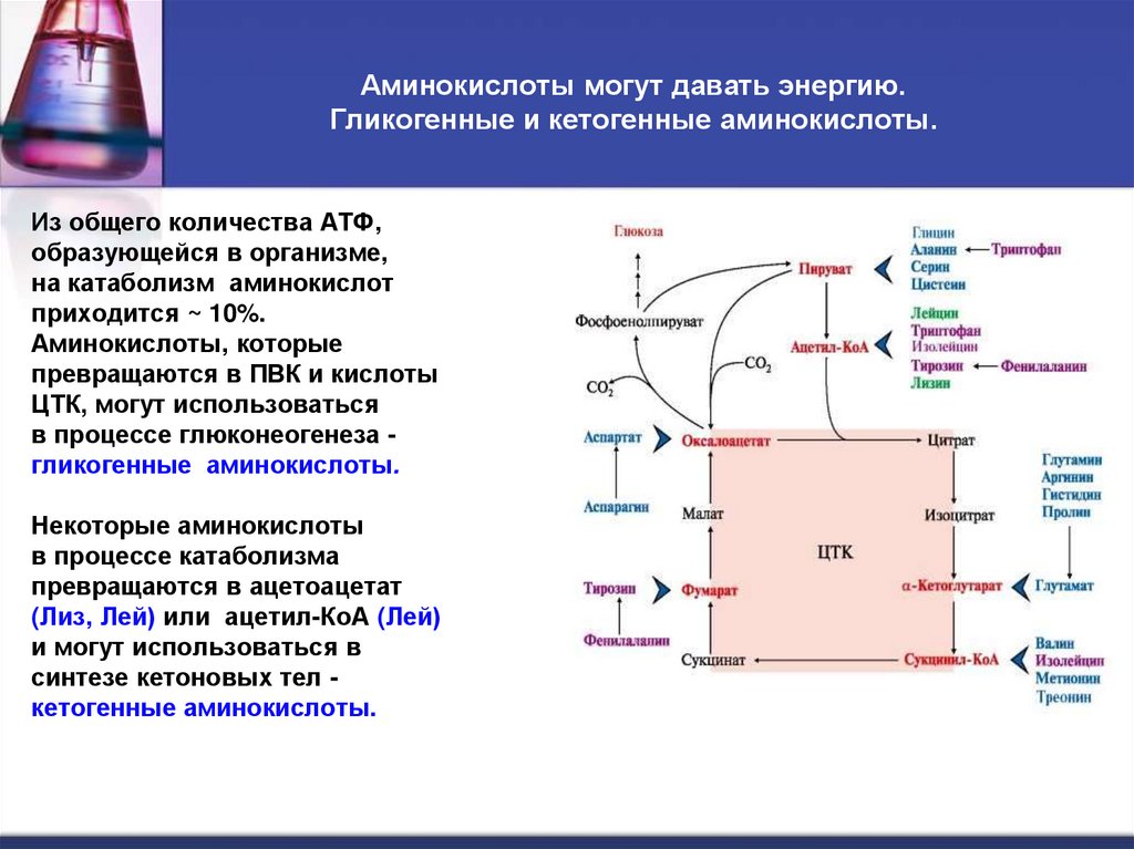 Аминокислоты могут давать энергию. Гликогенные и кетогенные аминокислоты.