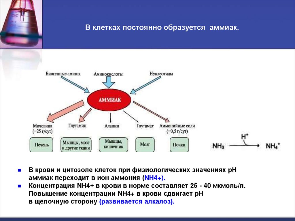 В клетках постоянно образуется аммиак.