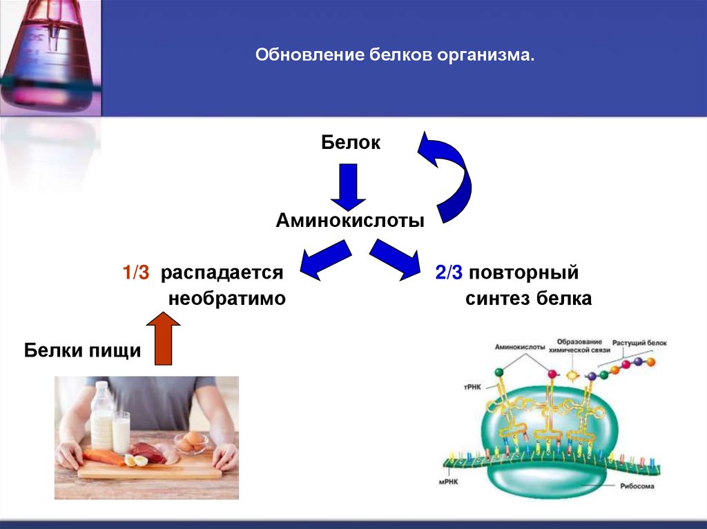 Обновление белков организма.