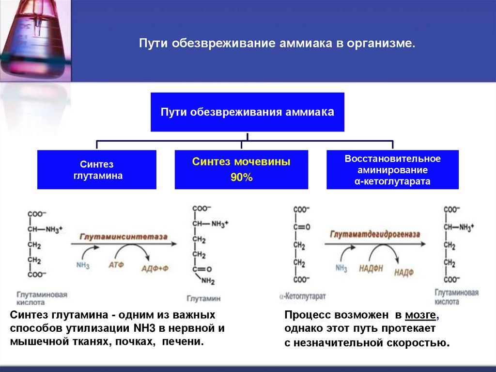 Пути обезвреживание аммиака в организме.